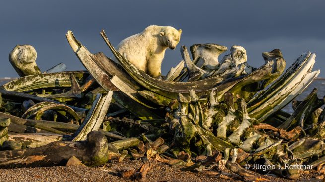 USA | Alaska | Barter Island | Kaktovik | Polar Bear (Eisbär)