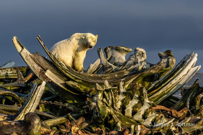 USA | Alaska | Barter Island | Kaktovik | Polar Bear (Eisbär)