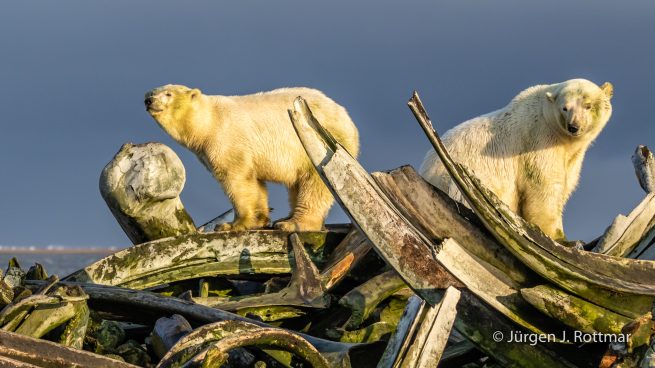USA | Alaska | Barter Island | Kaktovik | Polar Bears (Eisbären)