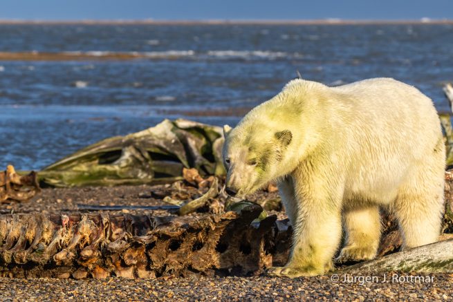 USA | Alaska | Barter Island | Kaktovik | Polar Bear (Eisbär)