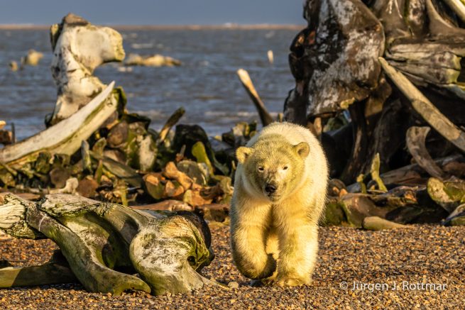 USA | Alaska | Barter Island | Kaktovik | Polar Bear (Eisbär)