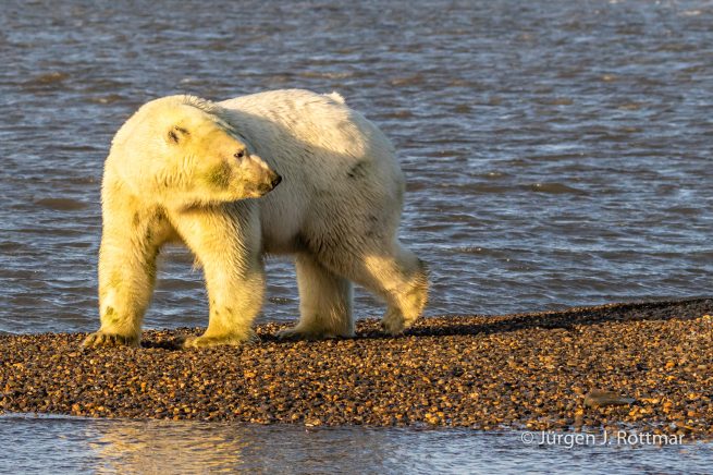 USA | Alaska | Barter Island | Kaktovik | Polar Bear (Eisbär)