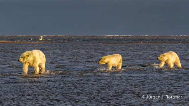 USA | Alaska | Barter Island | Kaktovik | Polar Bears (Eisbären)