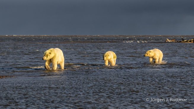 USA | Alaska | Barter Island | Kaktovik | Polar Bears (Eisbären)