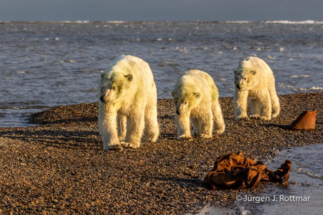 USA | Alaska | Barter Island | Kaktovik | Polar Bears (Eisbären)