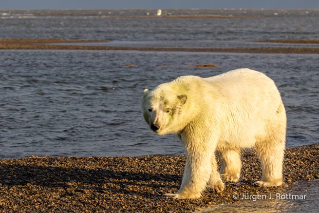 USA | Alaska | Barter Island | Kaktovik | Polar Bear (Eisbär)