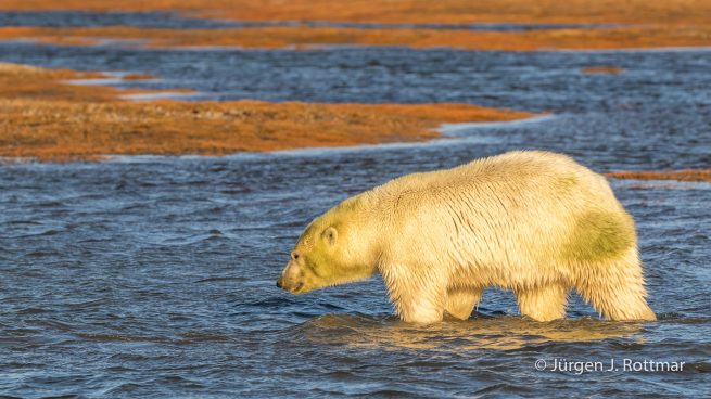 USA | Alaska | Barter Island | Kaktovik | Polar Bear (Eisbär)