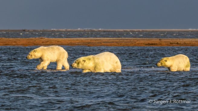 USA | Alaska | Barter Island | Kaktovik | Polar Bears (Eisbären)