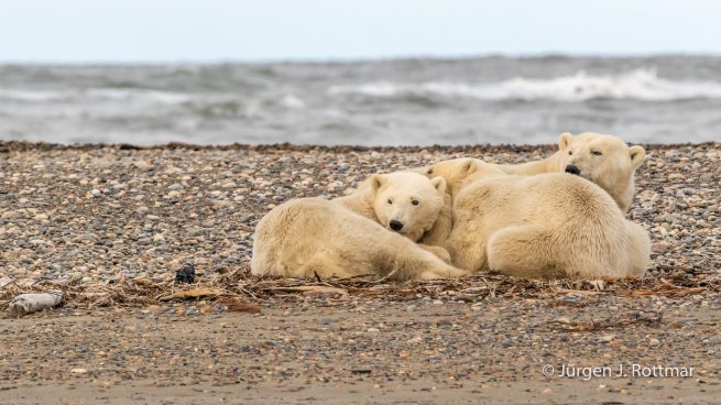 USA | Alaska | Barter Island | Kaktovik | Polar Bears (Eisbären)