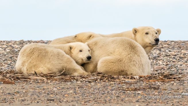 USA | Alaska | Barter Island | Kaktovik | Polar Bears (Eisbären)