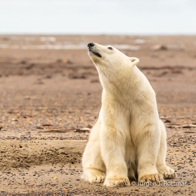 USA | Alaska | Barter Island | Kaktovik | Polar Bear (Eisbär)