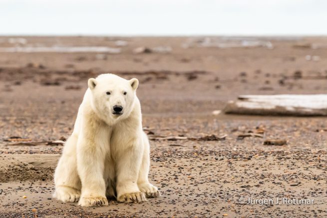 USA | Alaska | Barter Island | Kaktovik | Polar Bear (Eisbär)