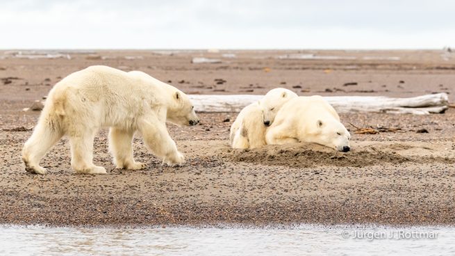 USA | Alaska | Barter Island | Kaktovik | Polar Bears (Eisbären)