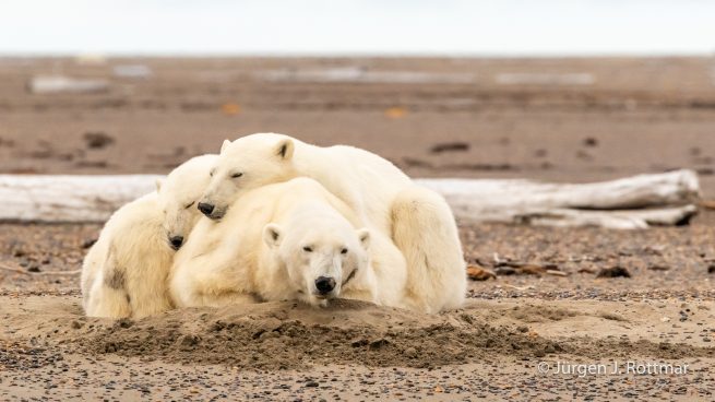 USA | Alaska | Barter Island | Kaktovik | Polar Bears (Eisbären)