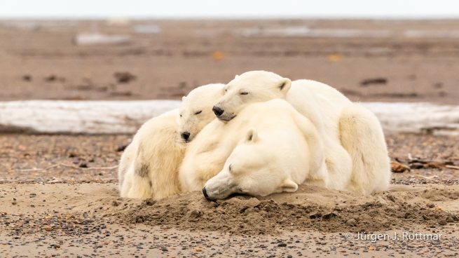 USA | Alaska | Barter Island | Kaktovik | Polar Bears (Eisbären)