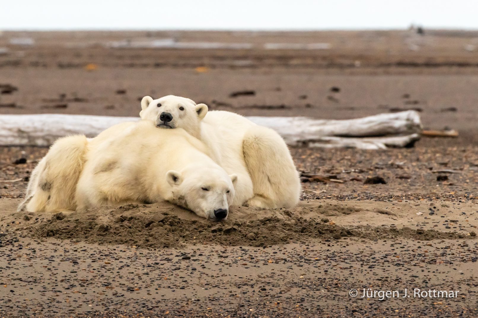 USA | Alaska | Barter Island | Kaktovik | Polar Bears (Eisbären)