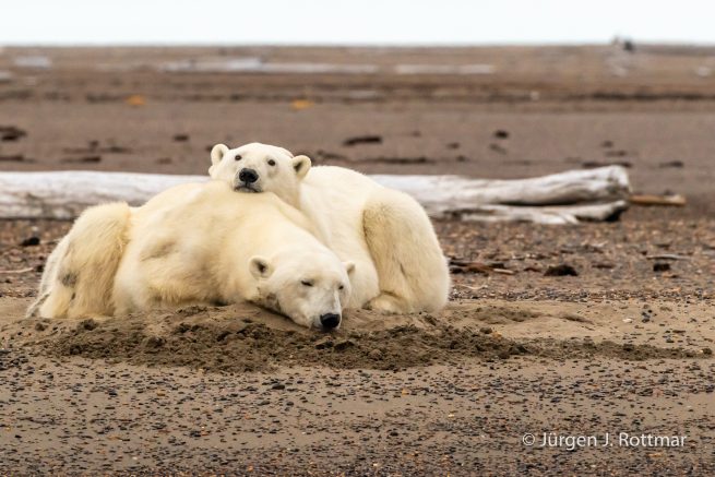 USA | Alaska | Barter Island | Kaktovik | Polar Bears (Eisbären)