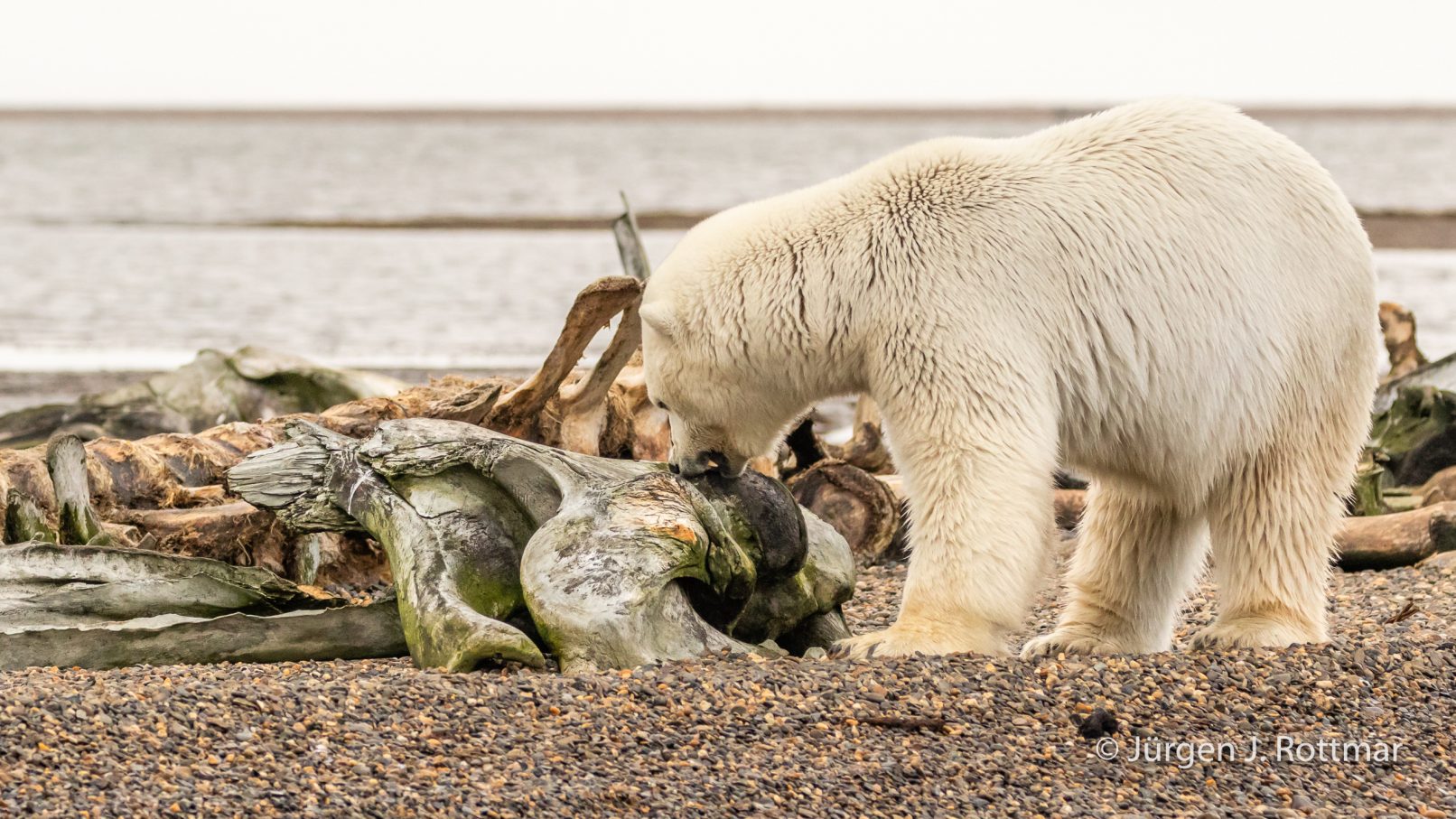 USA Alaska Barter Island Kaktovik Polar Bear (Eisbär) Rottmar