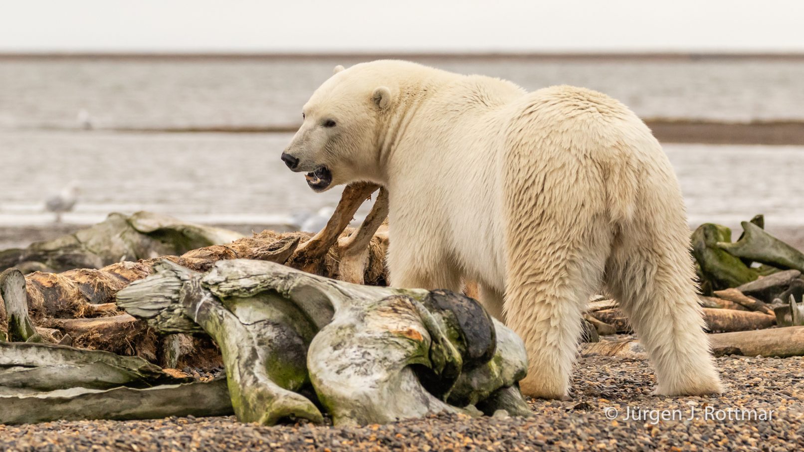 USA | Alaska | Barter Island | Kaktovik | Polar Bear (Eisbär)