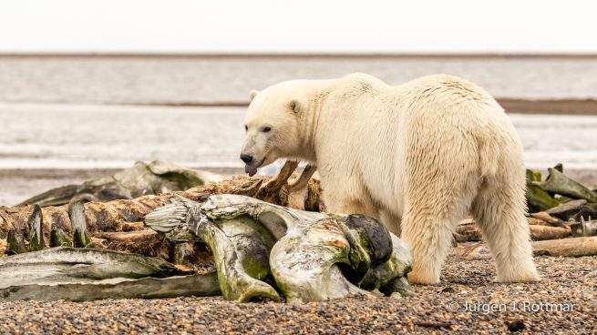 USA | Alaska | Barter Island | Kaktovik | Polar Bear (Eisbär)