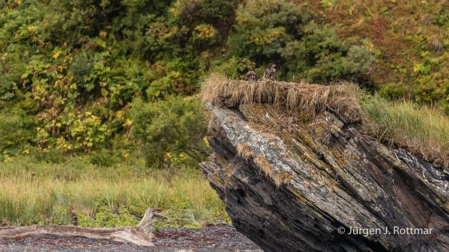 USA | Alaska | Kodiak Island | Bald Eagle Nest (Weißkopfseeadler Nest)