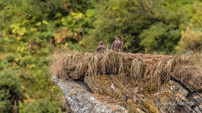 USA | Alaska | Kodiak Island | Bald Eagle Nest (Weißkopfseeadler Nest)