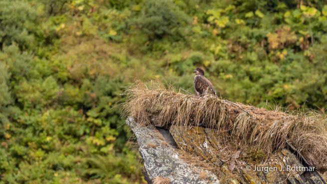 USA | Alaska | Kodiak Island | Bald Eagle Nest (Weißkopfseeadler Nest)