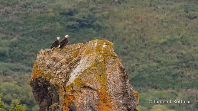 USA | Alaska | Kodiak Island | Bald Eagle Nest (Weißkopfseeadler Nest)