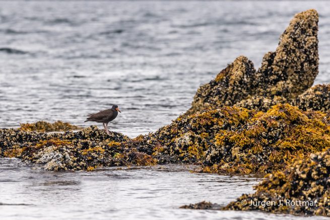 USA | Alaska | Kodiak Island | Black Oystercatcher (Klippenausternfischer)