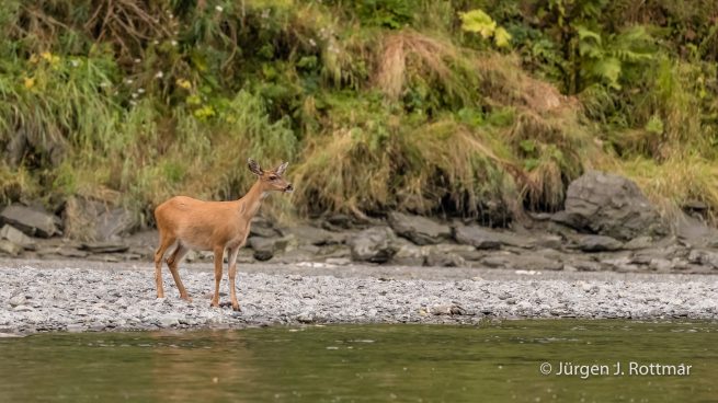 USA | Alaska | Kodiak Island | Black Tailed Deer (Großohrhirsch)