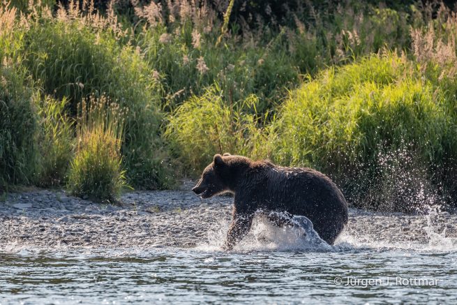 USA | Alaska | Kodiak Island | Brown Bear (Braunbär)