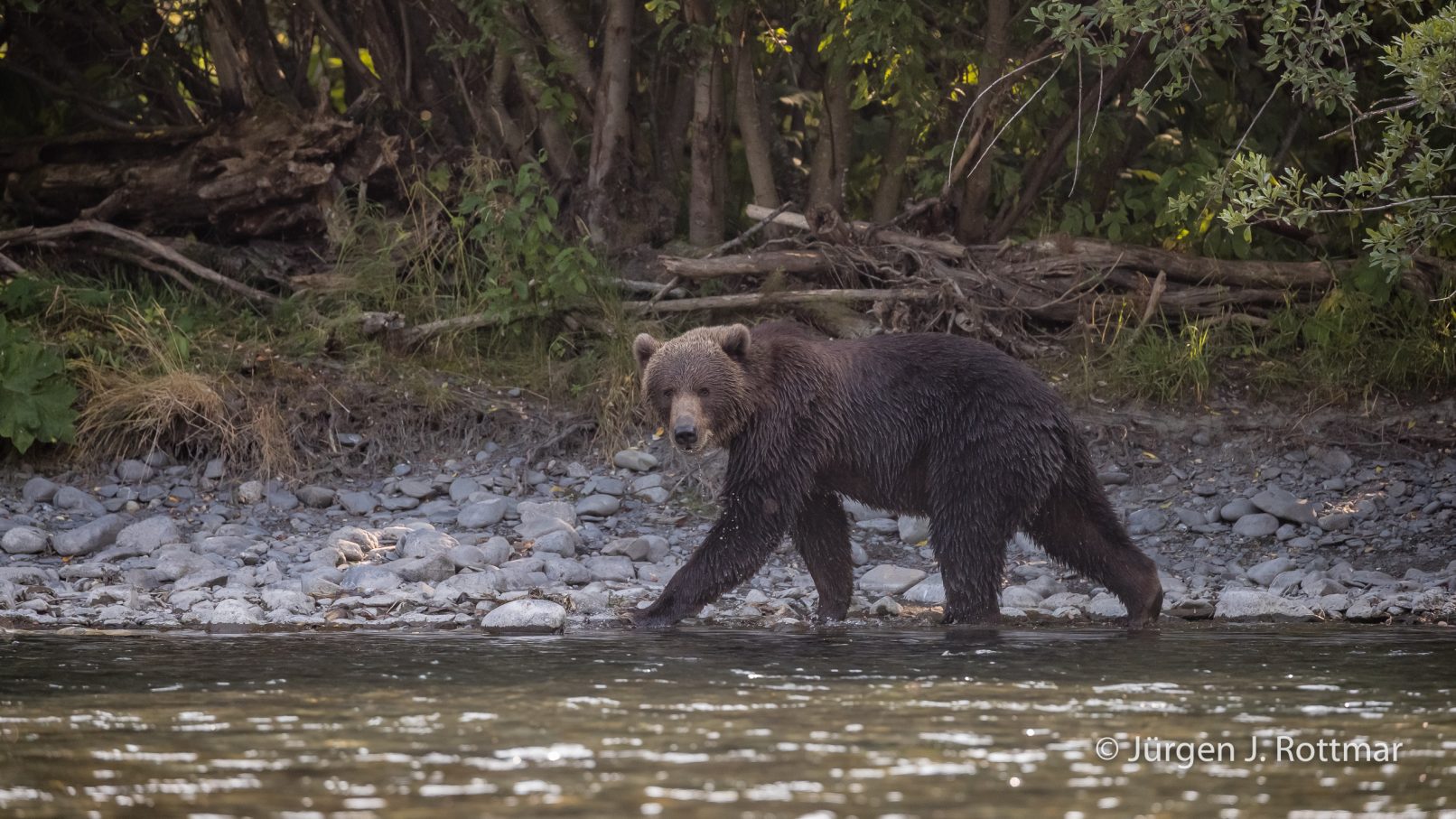 USA | Alaska | Kodiak Island | Brown Bear (Braunbär)