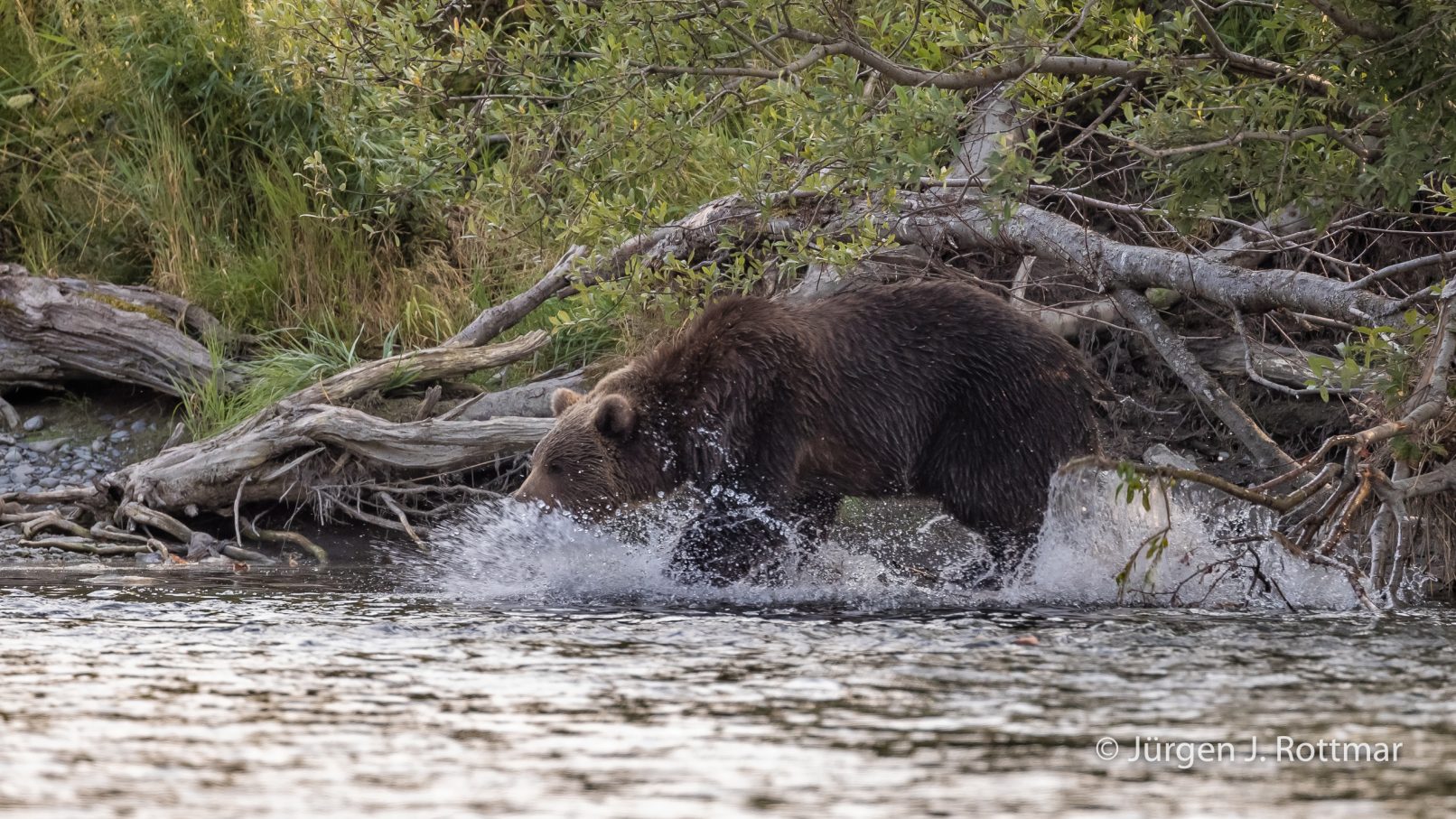 USA | Alaska | Kodiak Island | Brown Bear (Braunbär)