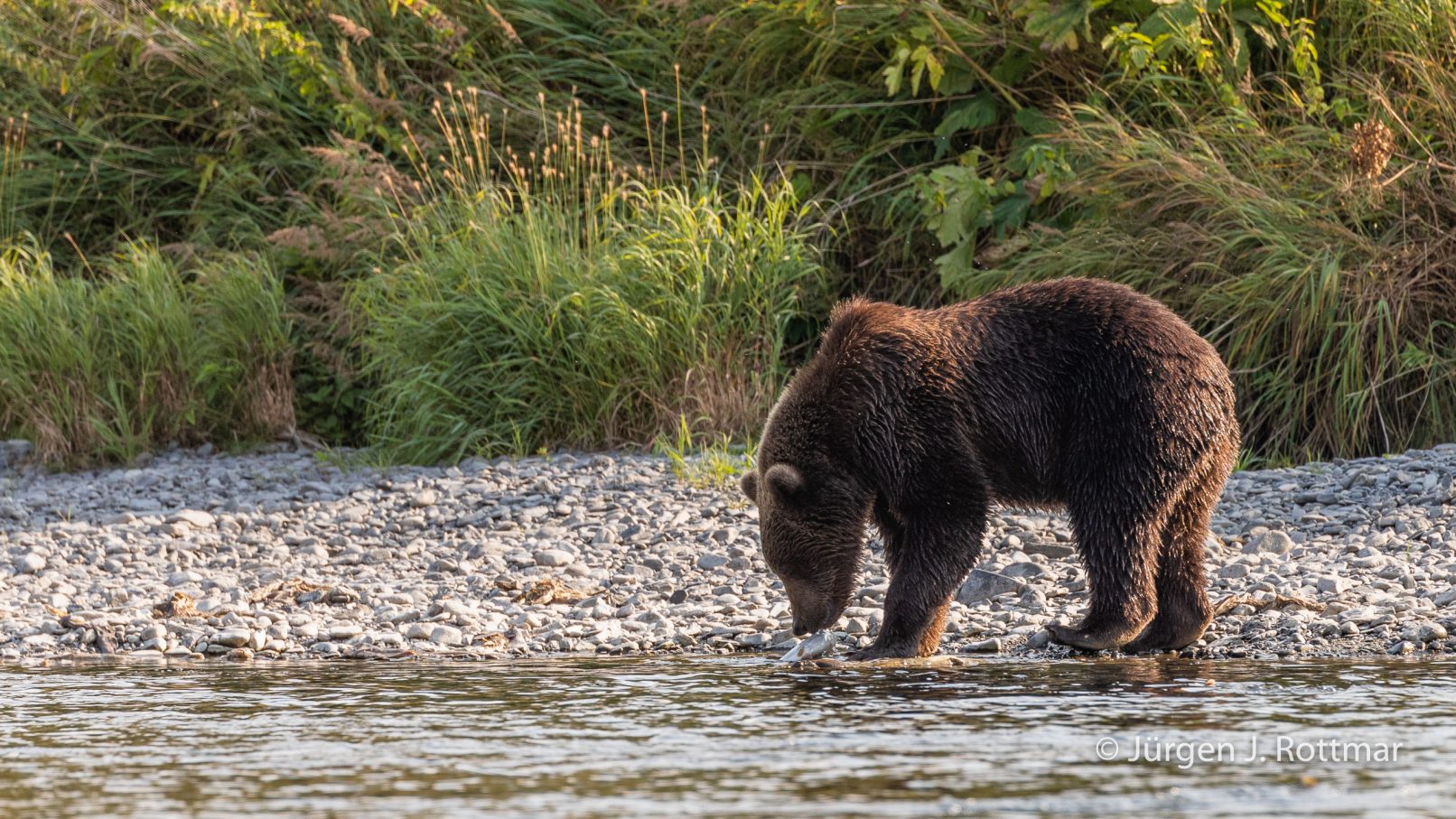 USA | Alaska | Kodiak Island | Brown Bear (Braunbär)