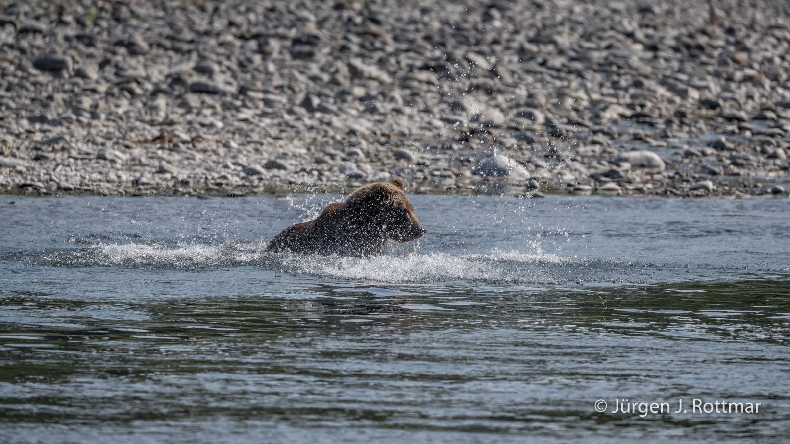 USA | Alaska | Kodiak Island | Brown Bear (Braunbär)