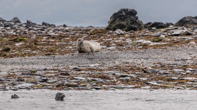 USA | Alaska | Kodiak Island | Harbour Seal (Seehund)