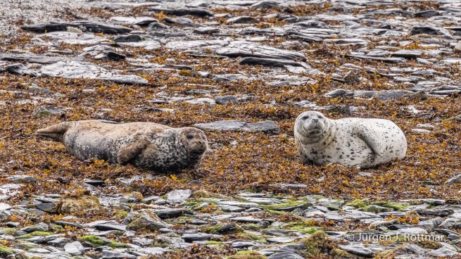 USA | Alaska | Kodiak Island | Harbour Seal (Seehund)