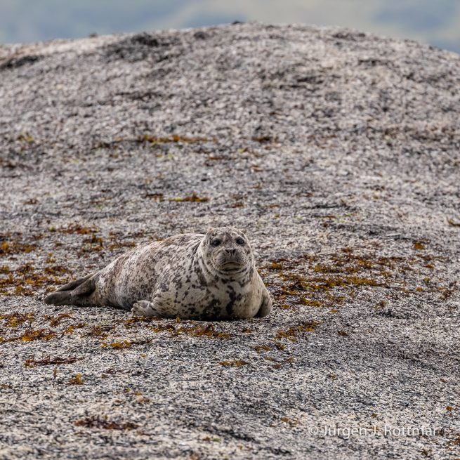 USA | Alaska | Kodiak Island | Harbour Seal (Seehund)