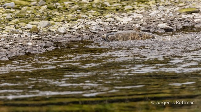USA | Alaska | Kodiak Island | Salmon (Lachs)