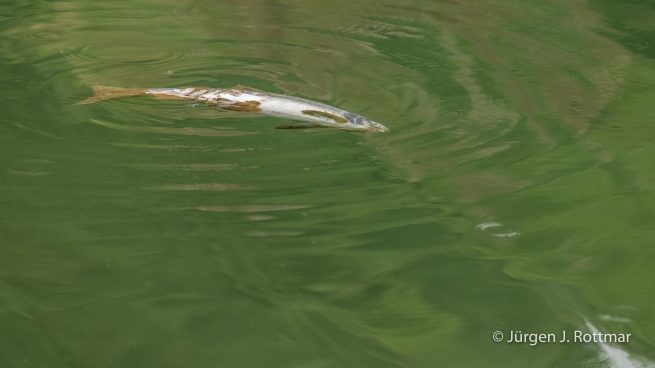 USA | Alaska | Kodiak Island | Salmon (Lachs)