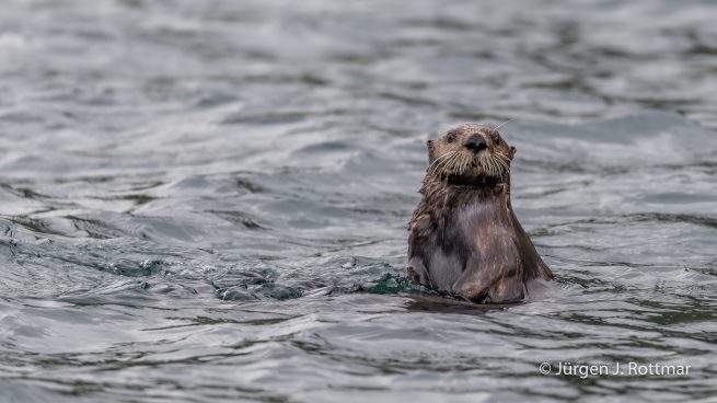 USA | Alaska | Kodiak Island | Sea Otter (Meerotter)