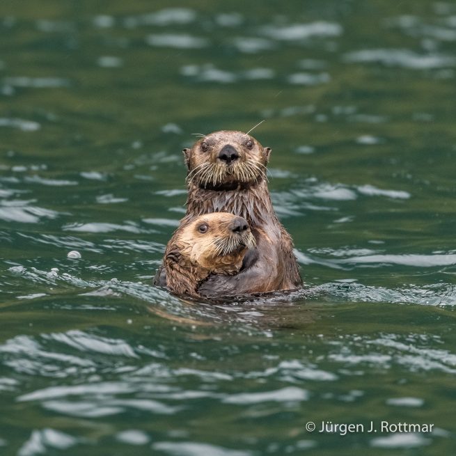 USA | Alaska | Kodiak Island | Sea Otter (Meerotter)