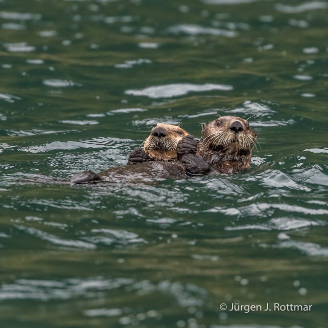 USA | Alaska | Kodiak Island | Sea Otter (Meerotter)