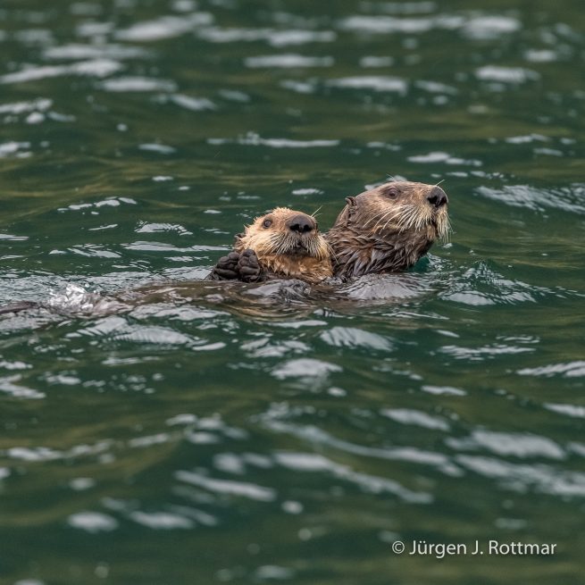 USA | Alaska | Kodiak Island | Sea Otter (Meerotter)