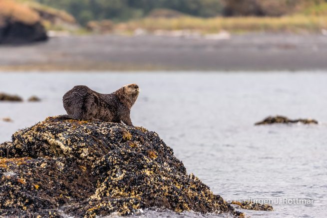 USA | Alaska | Kodiak Island | Sea Otter (Meerotter)