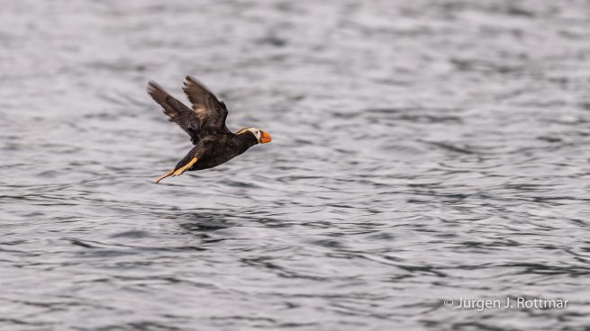 USA | Alaska | Kodiak Island | Tufted Puffin (Gelbschopflund oder Gelbschopf Papageientaucher)