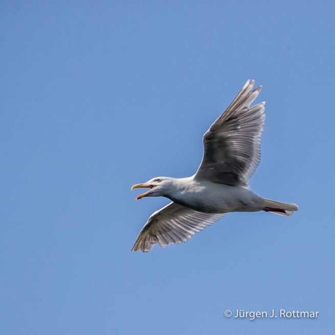 USA | Alaska | Kodiak Island