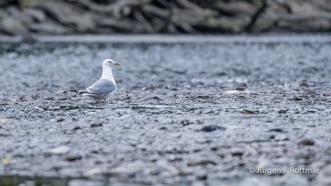 USA | Alaska | Kodiak Island