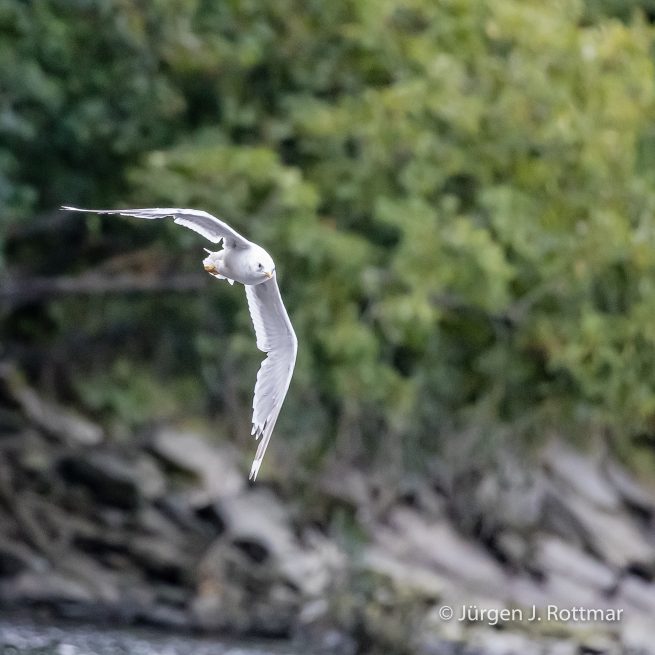 USA | Alaska | Kodiak Island