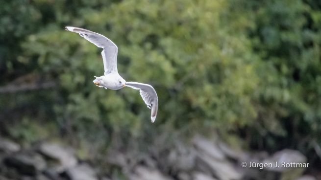 USA | Alaska | Kodiak Island